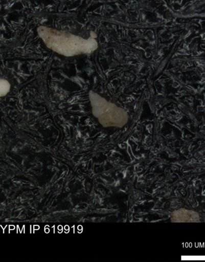 undet. Heterohelicidae