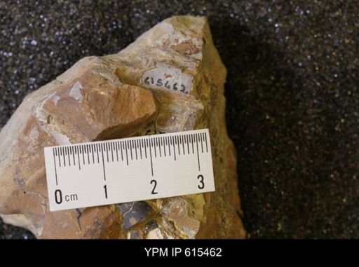 Baculites sp.