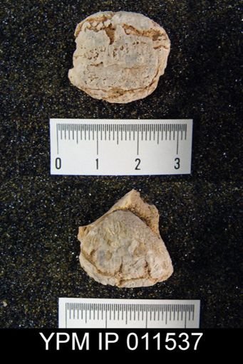 Avonia signata