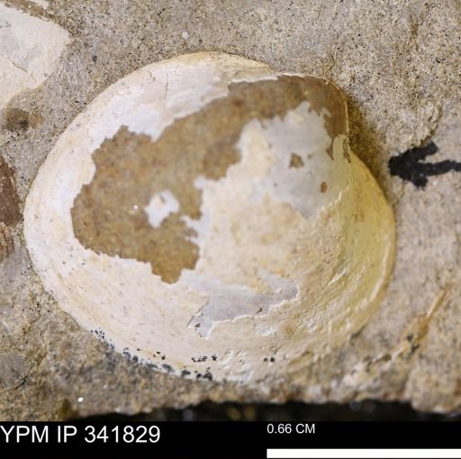 Protocardia sp.
