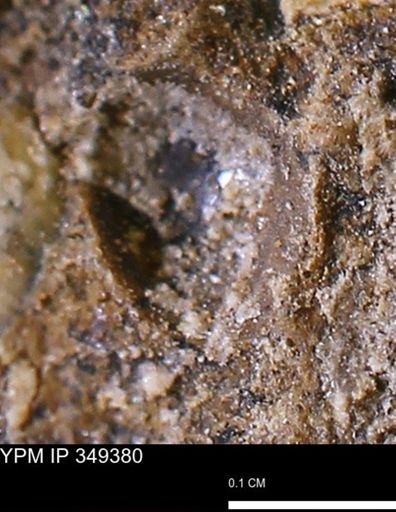 undet. Bivalvia