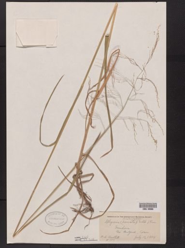 Glyceria striata