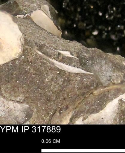 undet. Mollusca