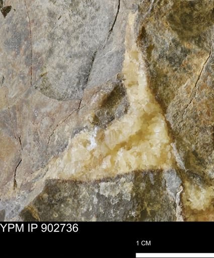 undet. Mollusca