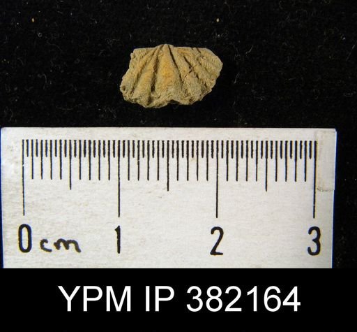 Spiriferina kentuckyensis