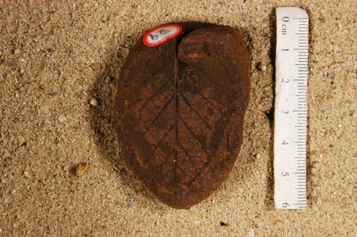 Betulites westii latifolia