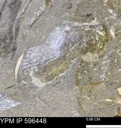 undet. Bivalvia