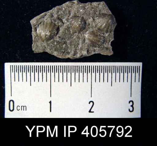Anoplotheca hemispherica