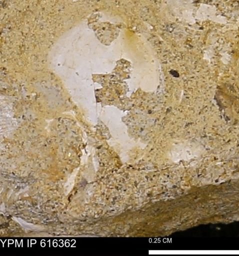 Protocardia subquadrata