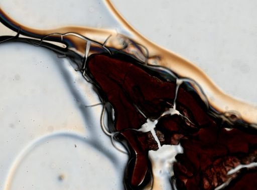 Latocestus whartoni