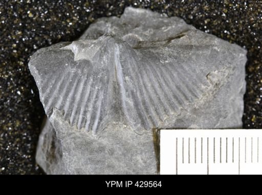 Mucrospirifer sp.