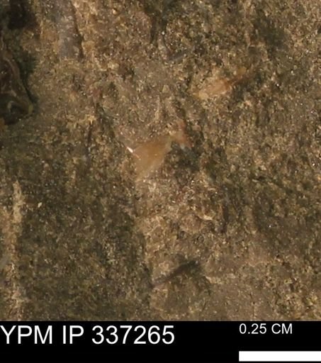undet. Mollusca