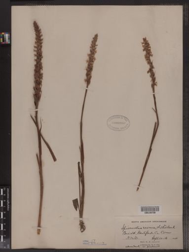 Spiranthes cernua