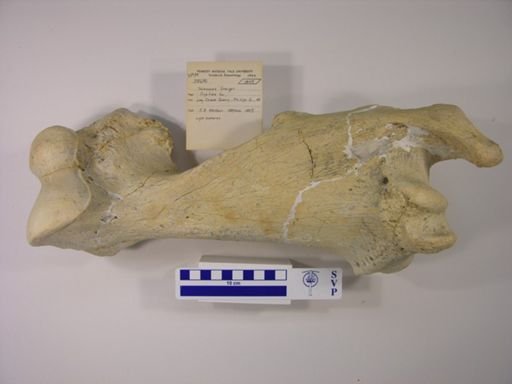 Teleoceras fossiger