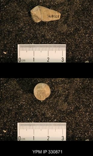 Meekospira peracuta choctawensis