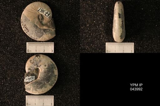 Hoploscaphites nicolletii