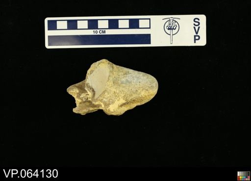 undet. Mosasauridae