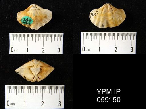 Spirifer sp.