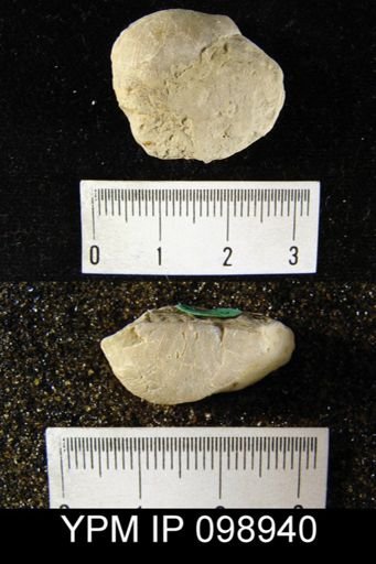 Leptaenisca concava