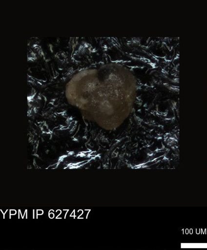 undet. Foraminiferida