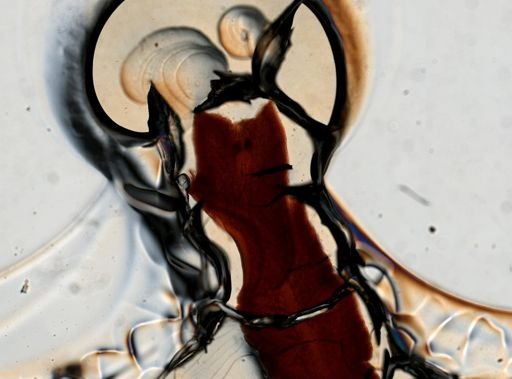 Latocestus whartoni
