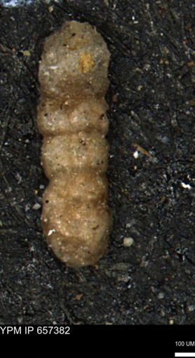 Ammobaculites euides