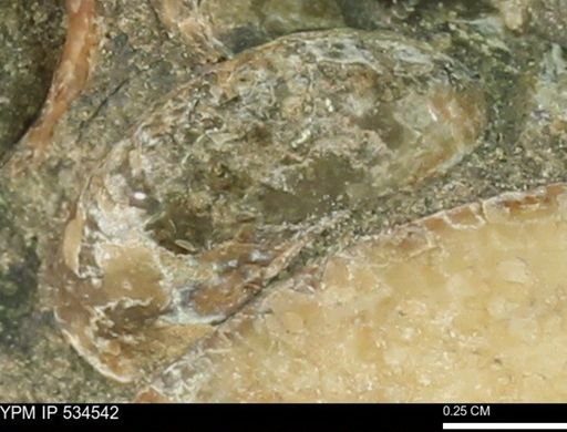 undet. Scaphitidae