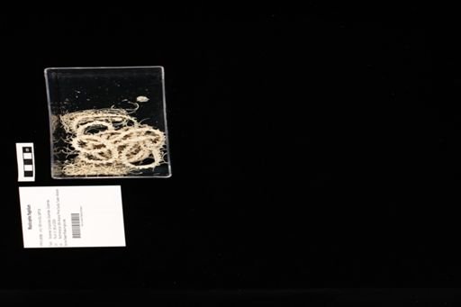 Masticophis flagellum