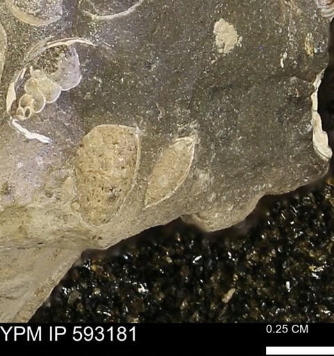 undet. Bivalvia