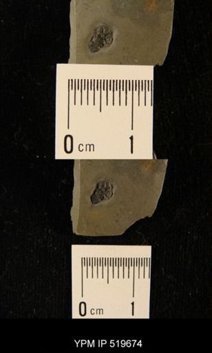 Ctenocystis sp.