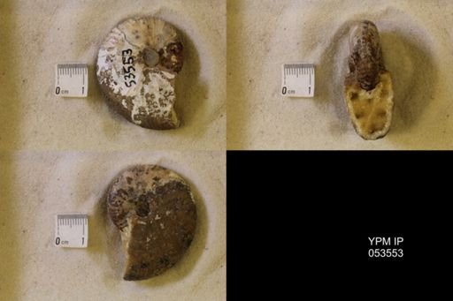 undet. Scaphitidae