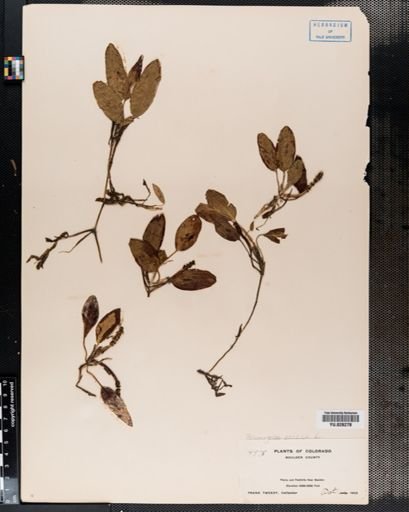 Potamogeton natans