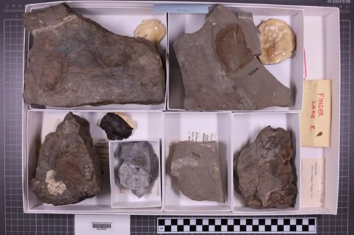 mixed taxa, stratigraphic collection