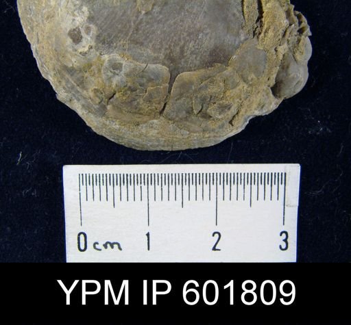 Crania scabiosa
