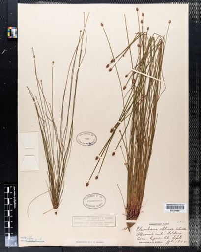 Eleocharis obtusa