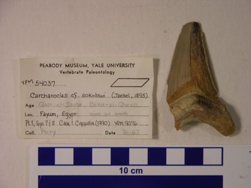Carcharocles cf. sokolowi