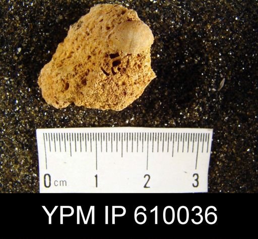 Nucleospira concinna