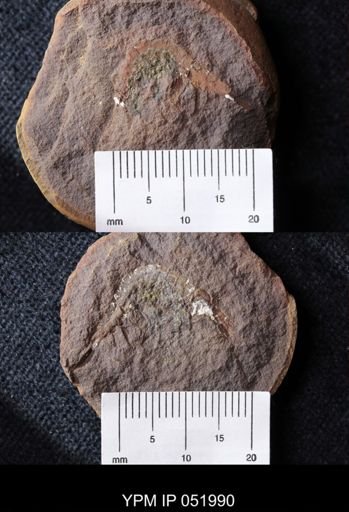 Palaeocaris typus