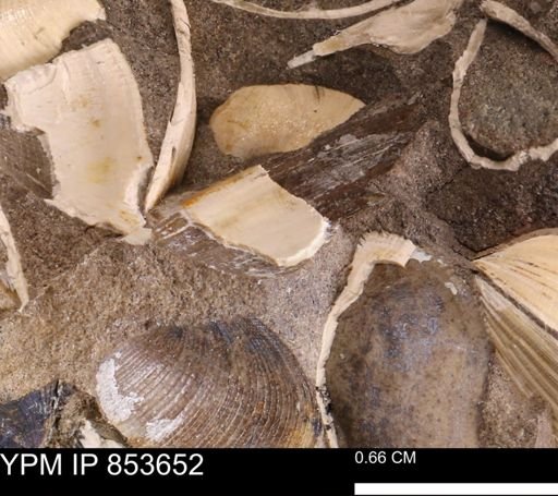 Limopsis striatopunctatus