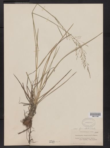 Deschampsia caespitosa