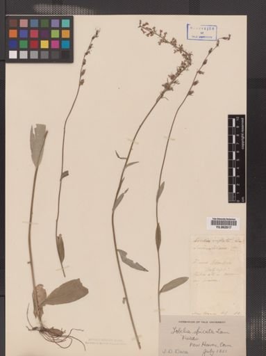 Lobelia spicata