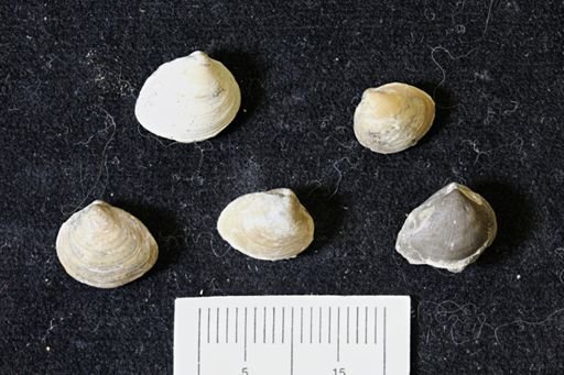Limopsis striatopunctatus