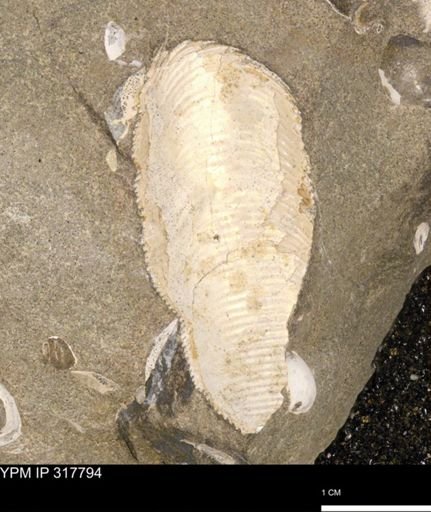 Hoploscaphites sp.