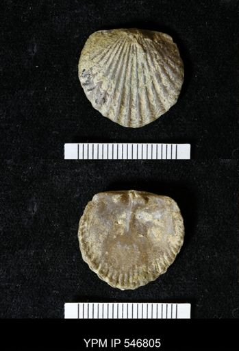 Orthis cf. aequalis