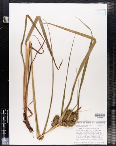 Carex lupulina