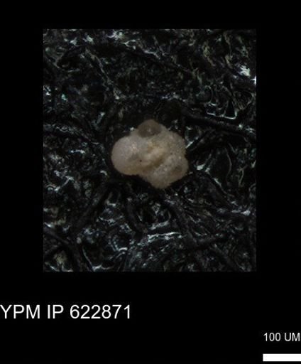 undet. Foraminiferida