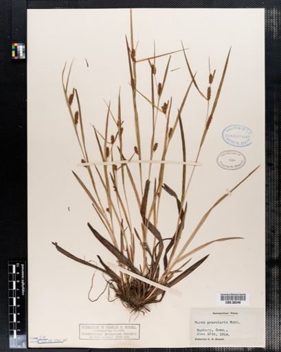 Carex granularis