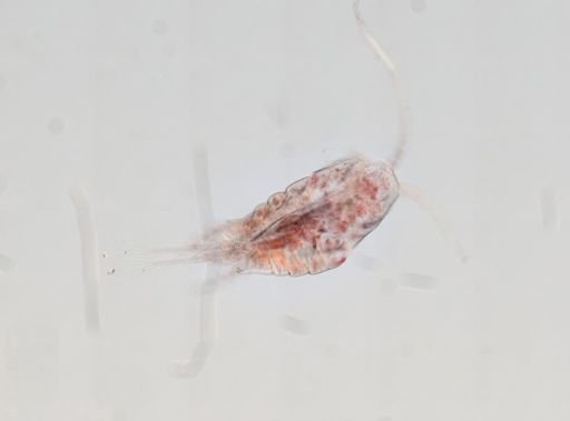 Temora stylifera