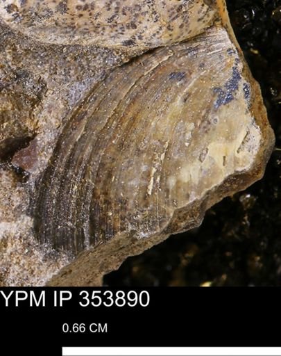 Limopsis striatopunctatus