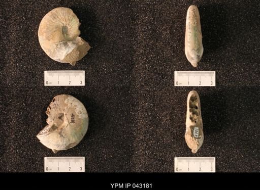 Hoploscaphites nicolletii
